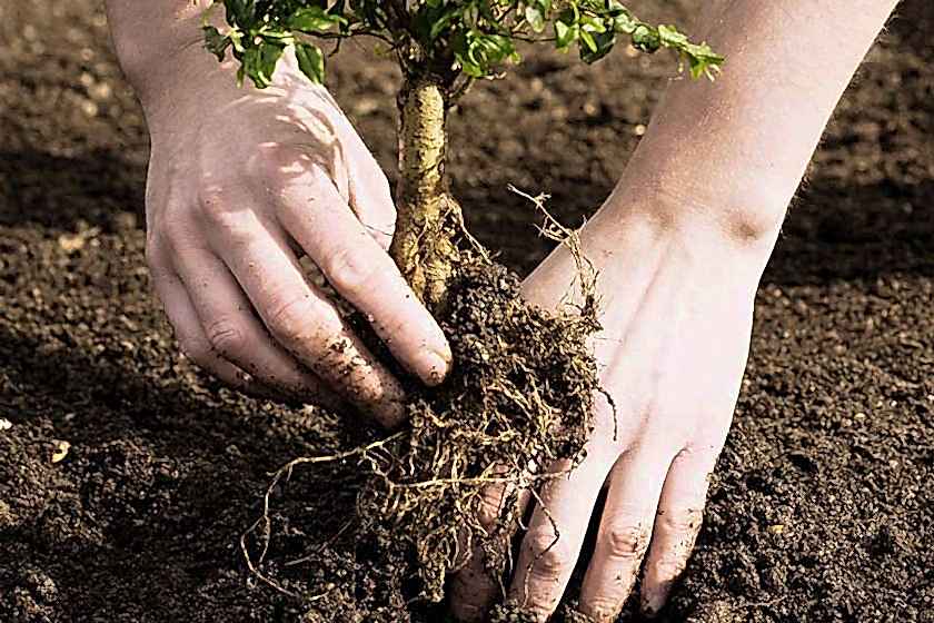 bahçe temizliği hizmeti